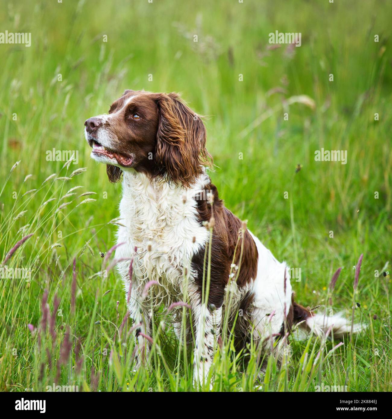 englischer springer-Spaniel-Gewehrhund Stockfoto