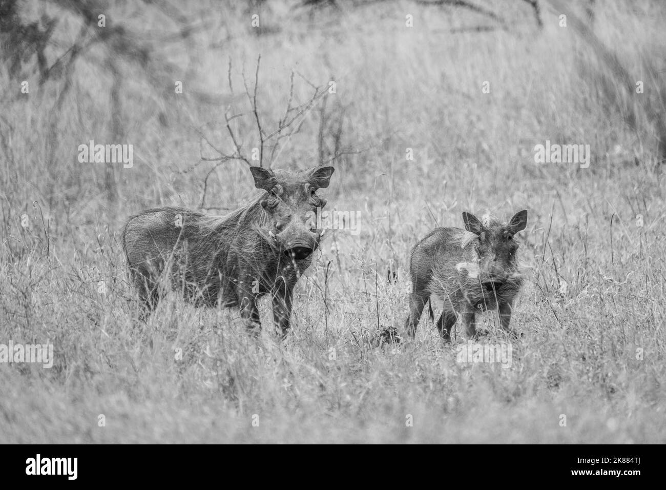 Eine Graustufenaufnahme von zwei gewöhnlichen Warzenschweinen, die auf einem ländlichen Feld grasen Stockfoto