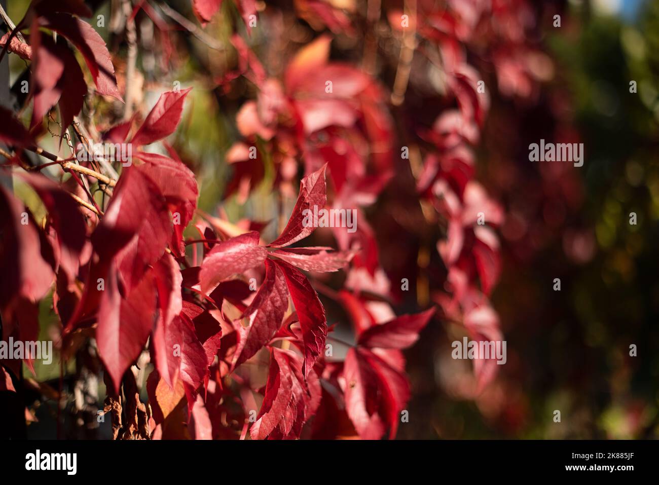 Natürlicher Hintergrund aus roten Blättern wilder Trauben, negativer Textraum, natürlicher Hintergrund. Stockfoto