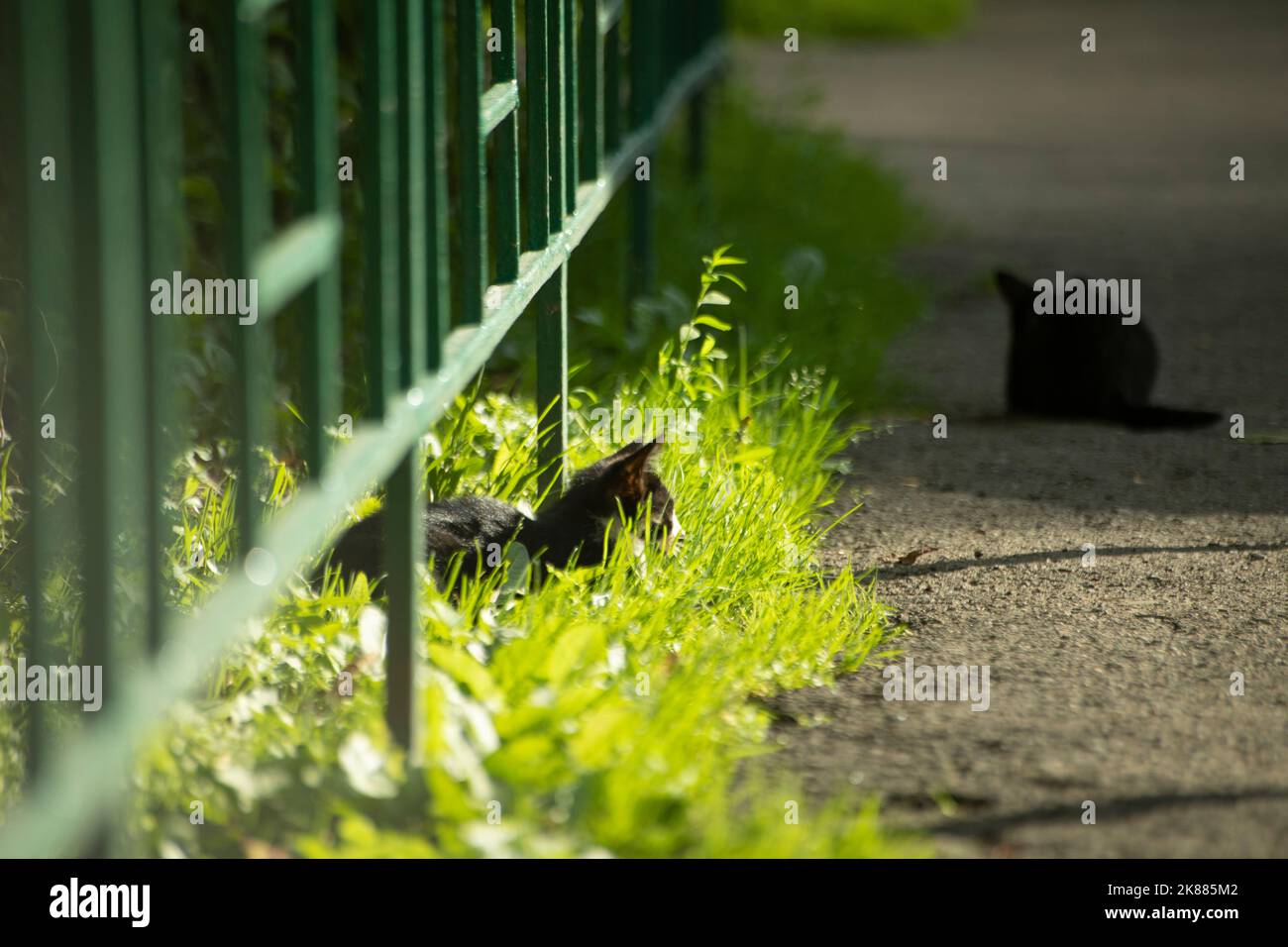 LOMIMOS Katzen-Knisterbälle Set – 20 Stück, 6,3 Cm, Bunt, Mylar-Material, Fördert Jagdinstinkt & Bewegung