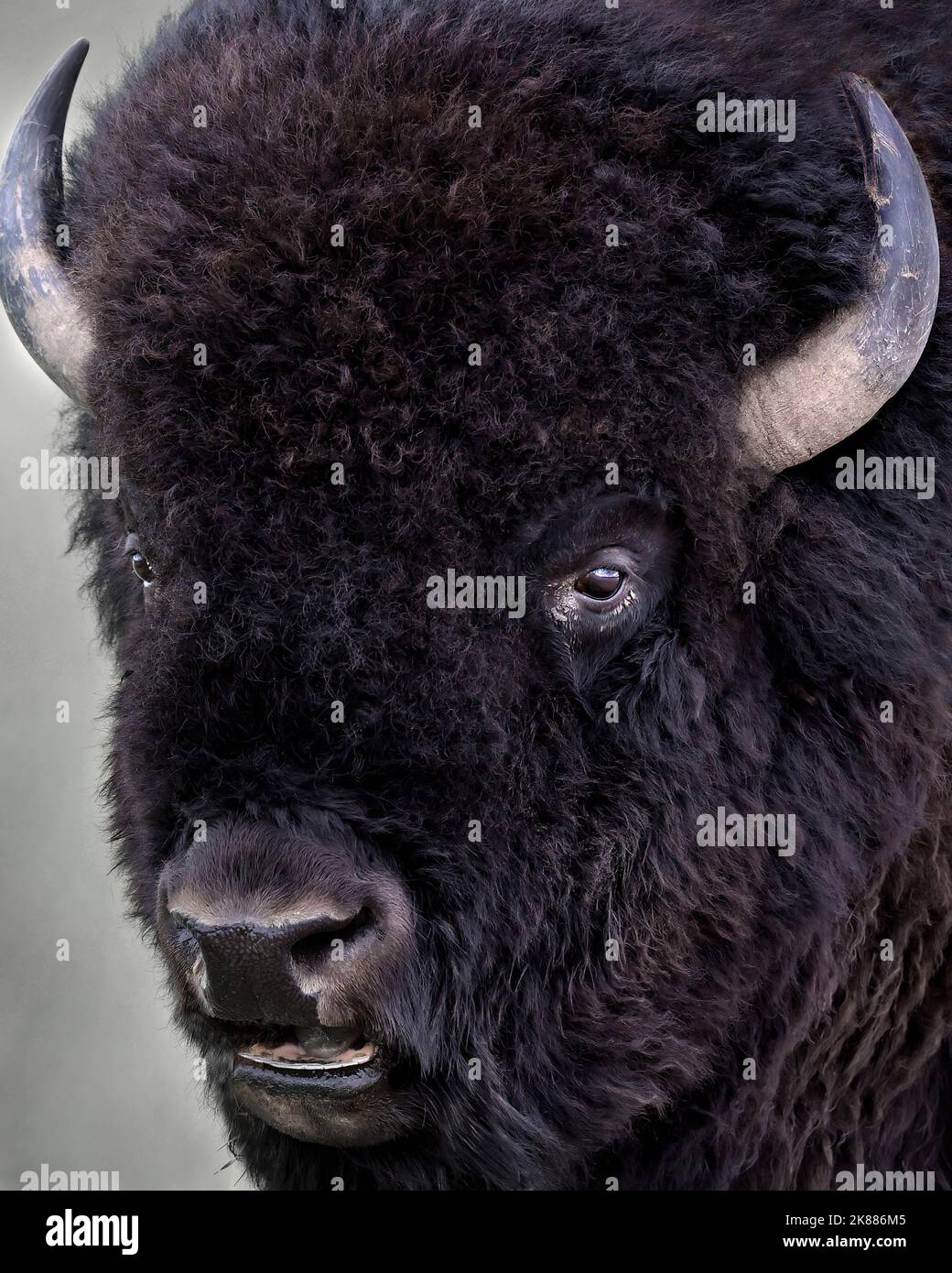 Bulle Bison, Nahaufnahme Stockfoto