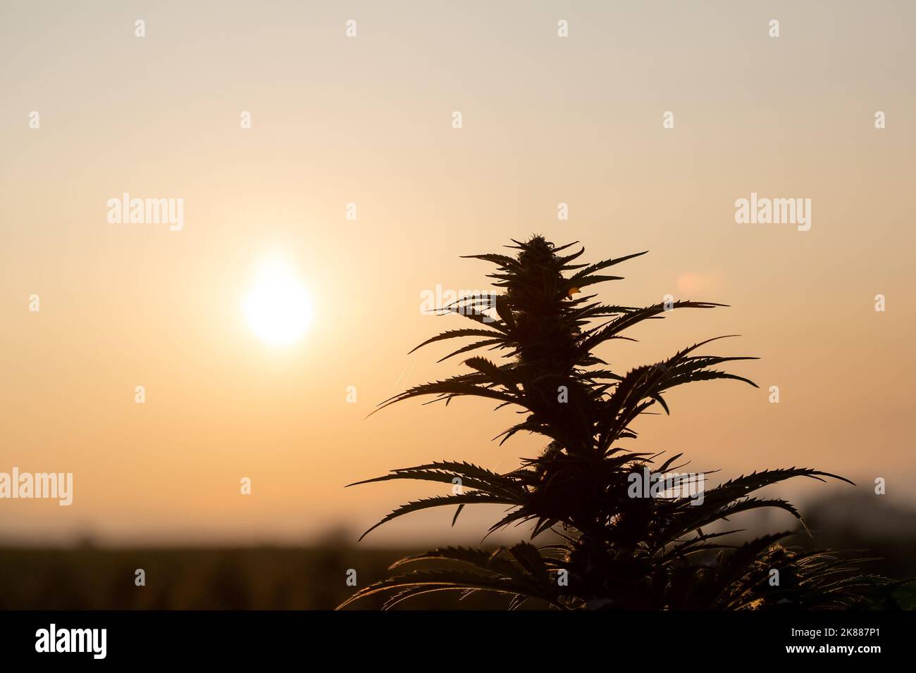 CBD-Hanfknospen mit Blättern, die bei einer Sommerbrise bei Sonnenuntergang auf der Plantage schwingen Stockfoto