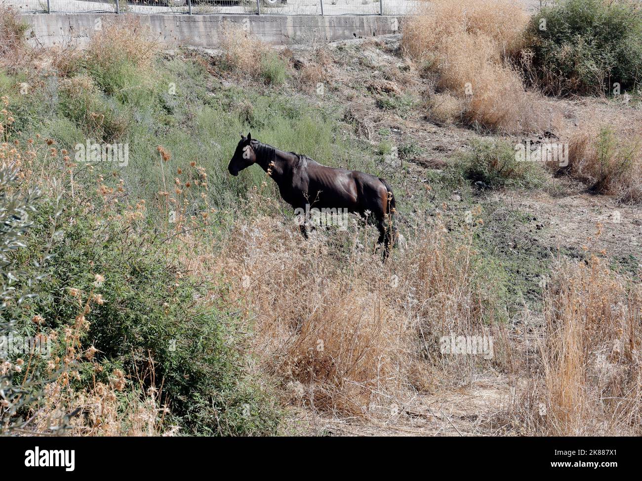 Einsames dunkles Lorbeer-Pferd, das auf dem Feld von trocken aussehendem Gras steht, Lesbos. September / Oktober 2022. Herbst. Stockfoto
