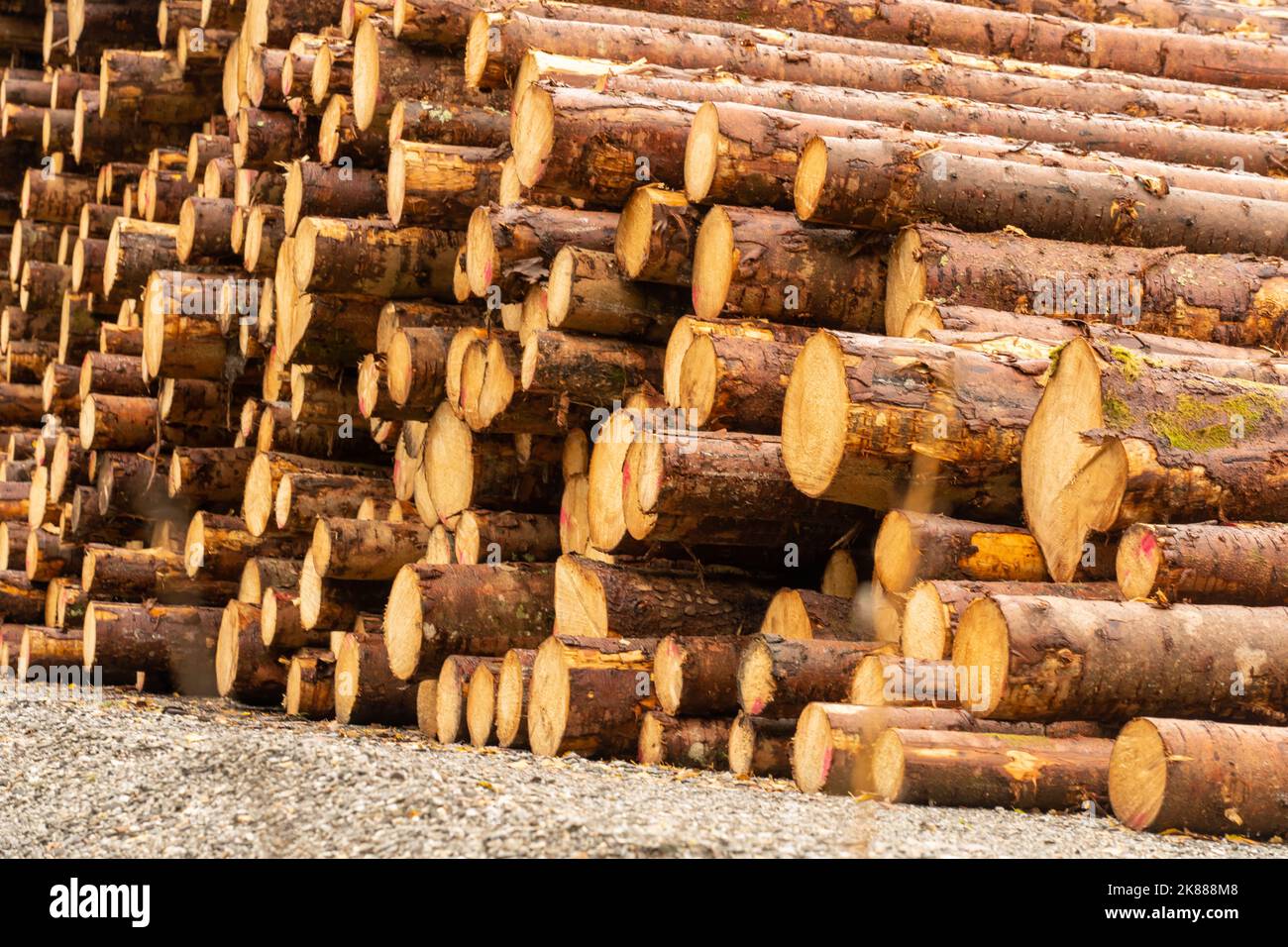 Großer Stapel frisch geschnittener Baumstämme. Stockfoto