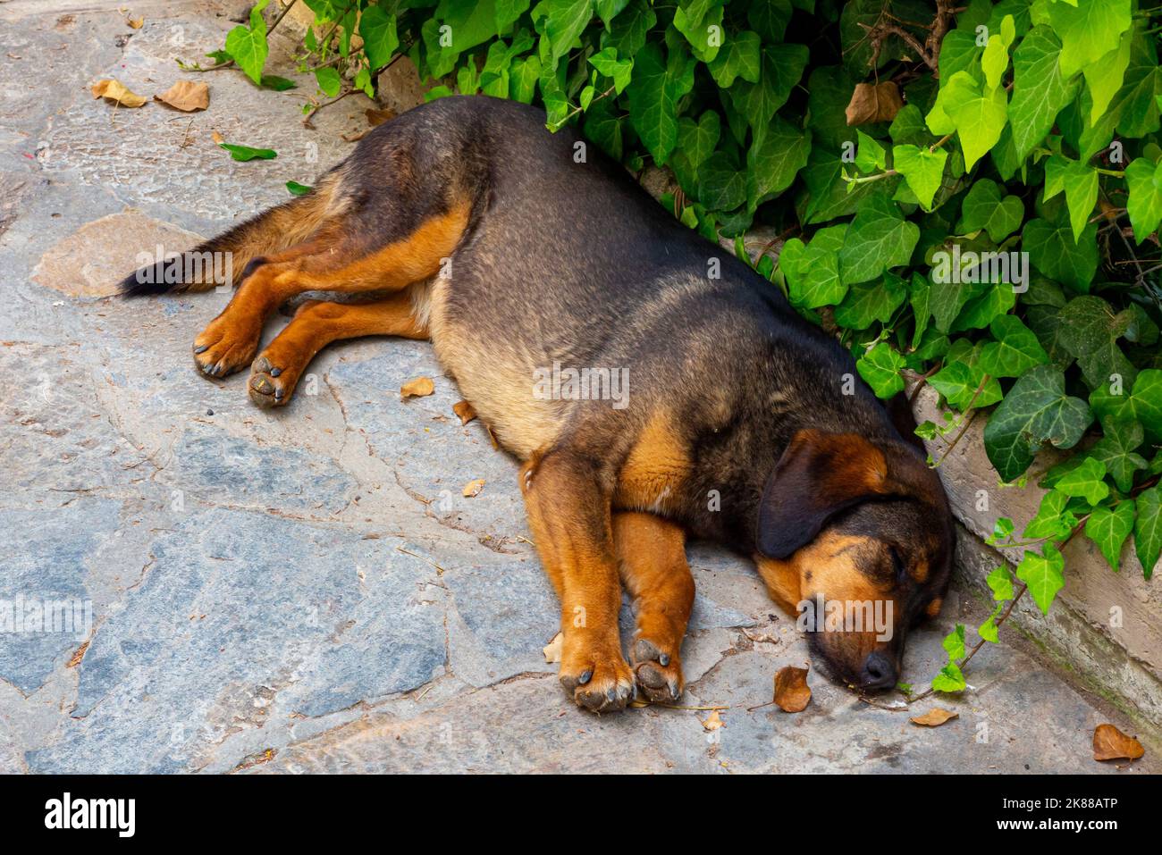 Großer Hund liegt schlafend auf einem Gehsteig neben einer Hecke mit grünen Blättern. Stockfoto