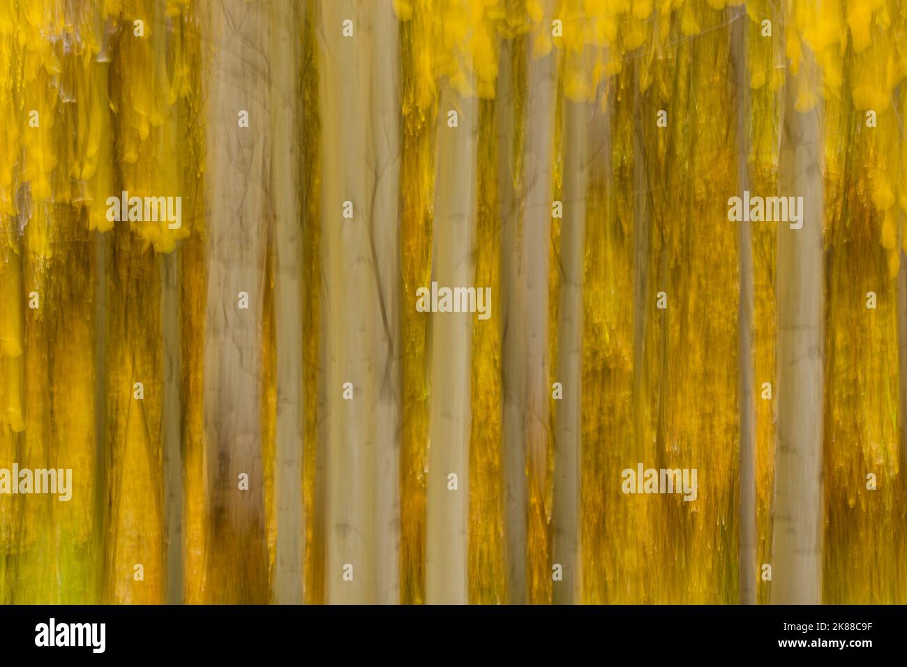 Herbstfarben - Aspen Trees Abstract Stockfoto