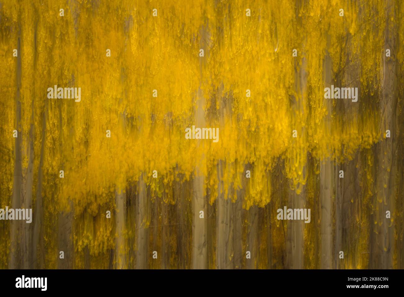 Herbstfarben - Aspen Trees Abstrakte Fotografie Stockfoto