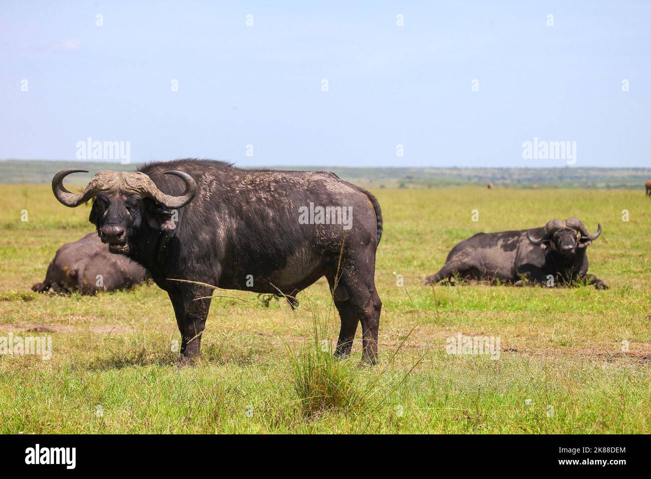 Afrikanische Büffel von Kapbüffel (Syncerus caffer) im Masai Mara National Park, Kenia Stockfoto