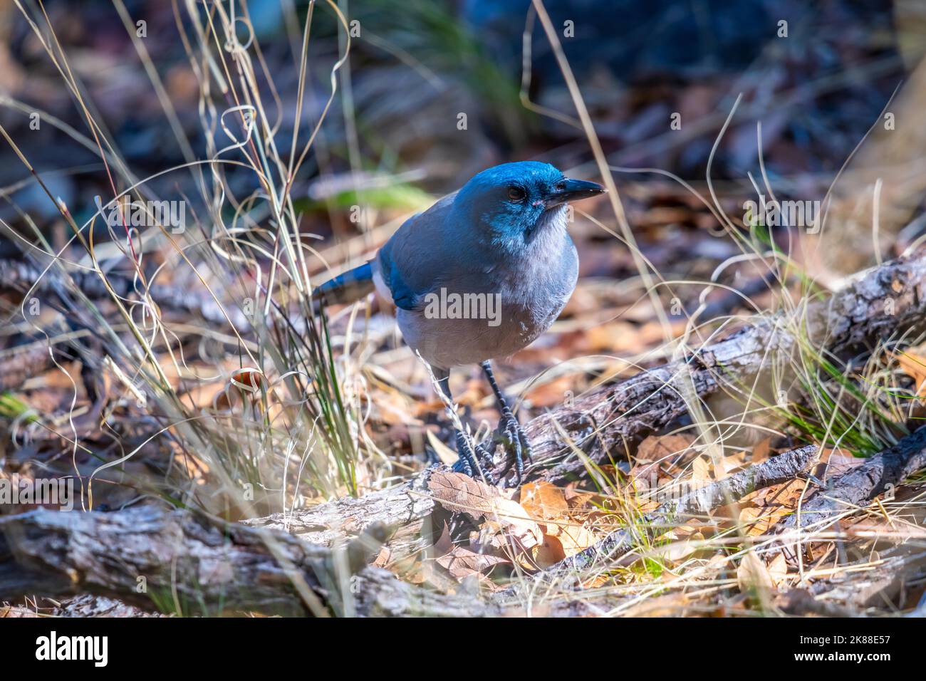Ein mexikanischer Jay im Madera Canyon, Arizona Stockfoto