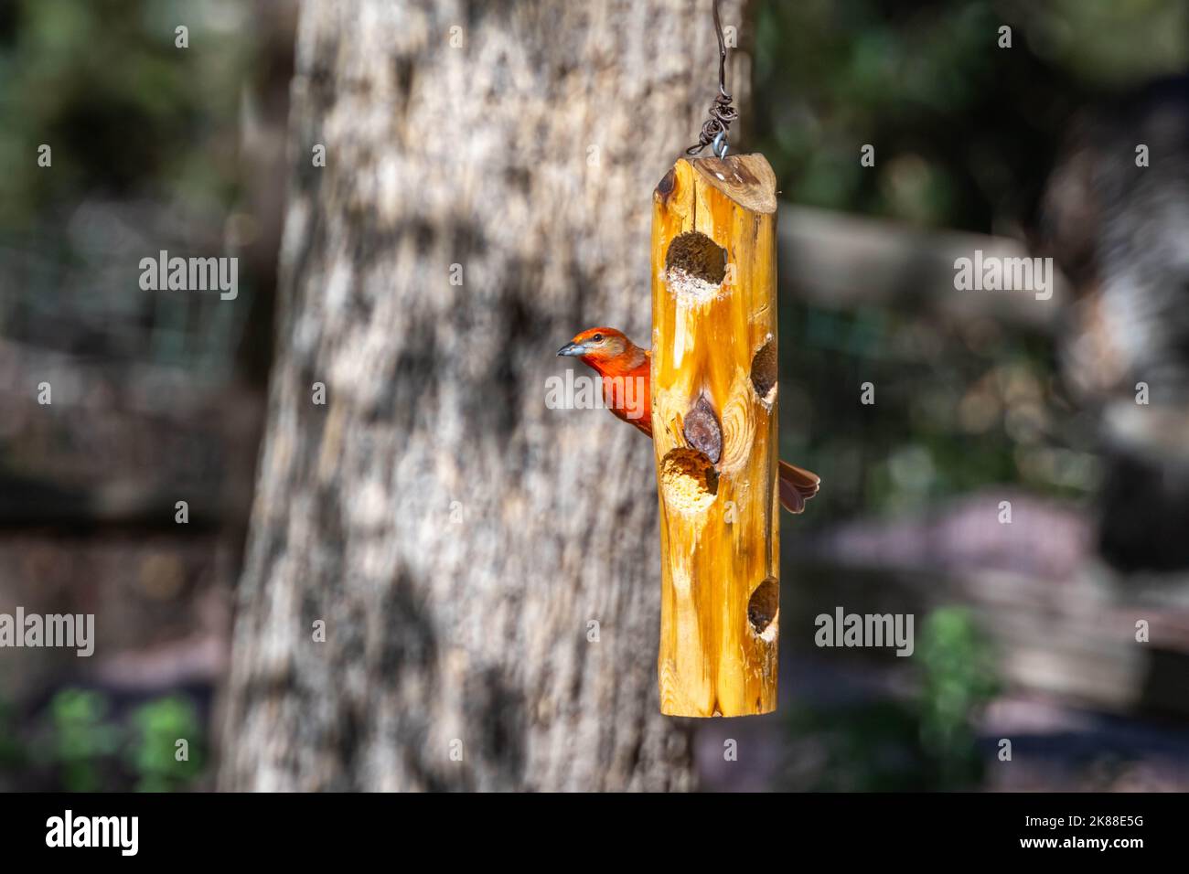 Ein hepatisches Tanager im Madera Canyon, Arizona Stockfoto