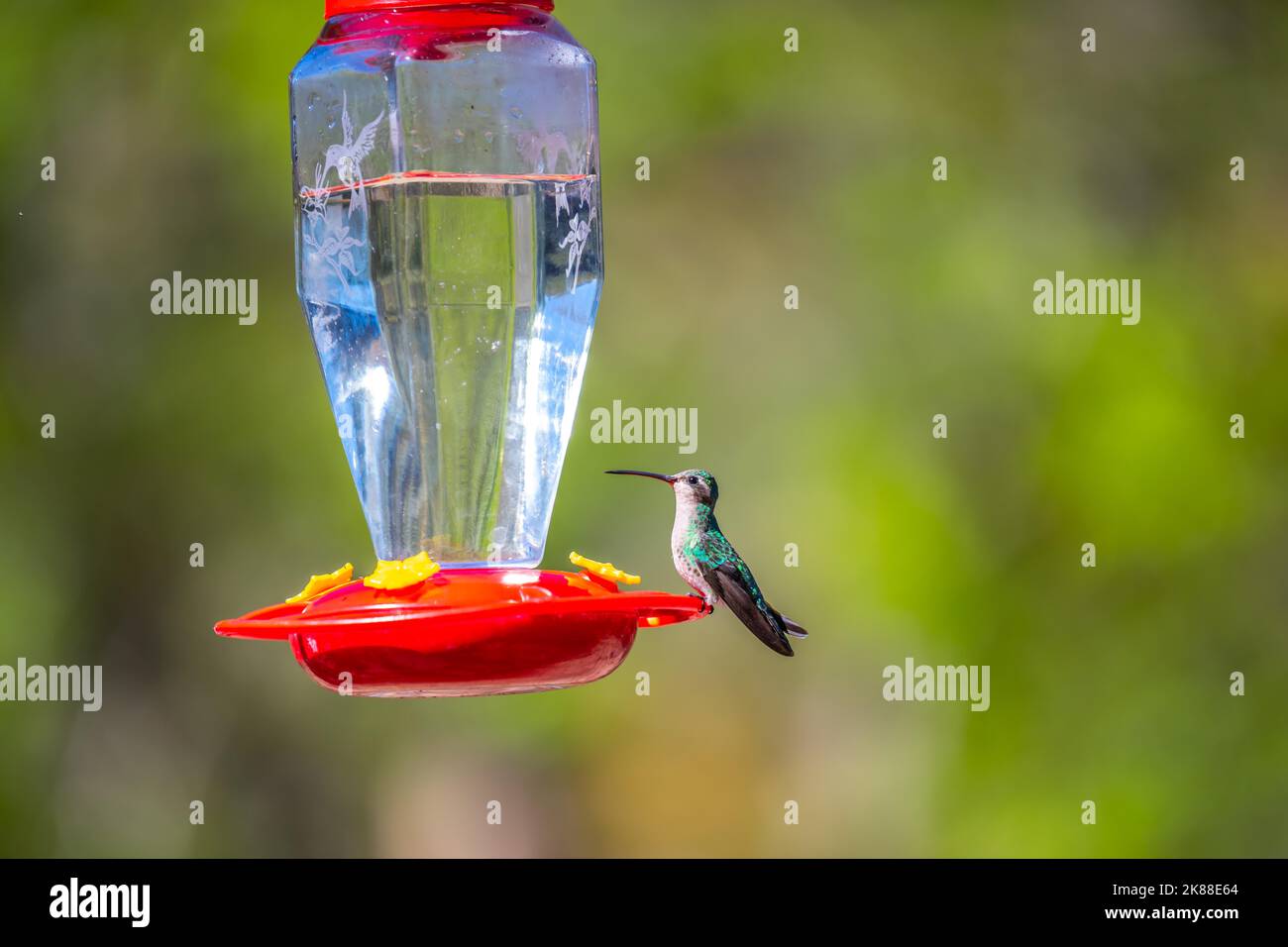Ein großer Kolibri im Madera Canyon, Arizona Stockfoto
