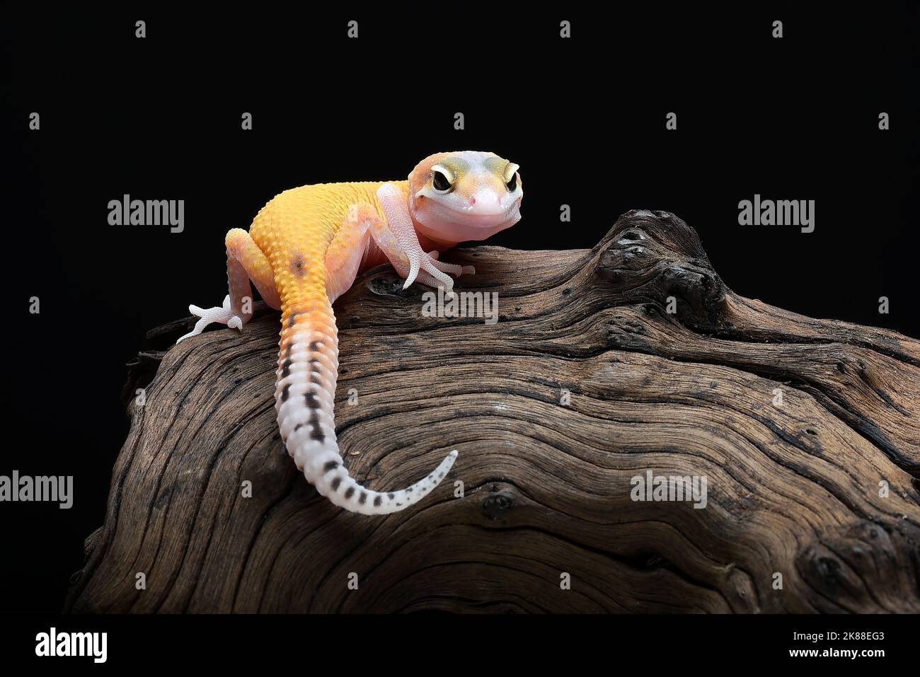 Nahaufnahme eines Leopardengeckos Stockfoto