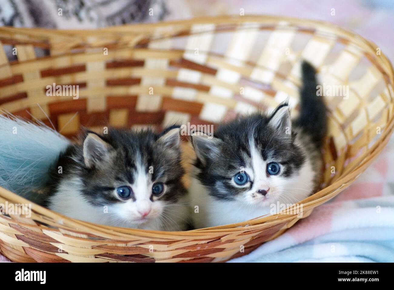 Kätzchen mit kurzen Pfoten sitzen in einem Weidenkorb Stockfoto