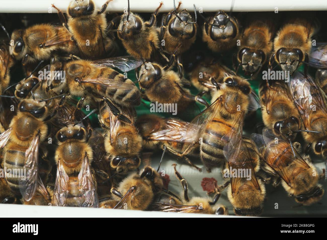 Nahaufnahme von vielen Bienen an einem Tor des Bienenkastens Stockfoto