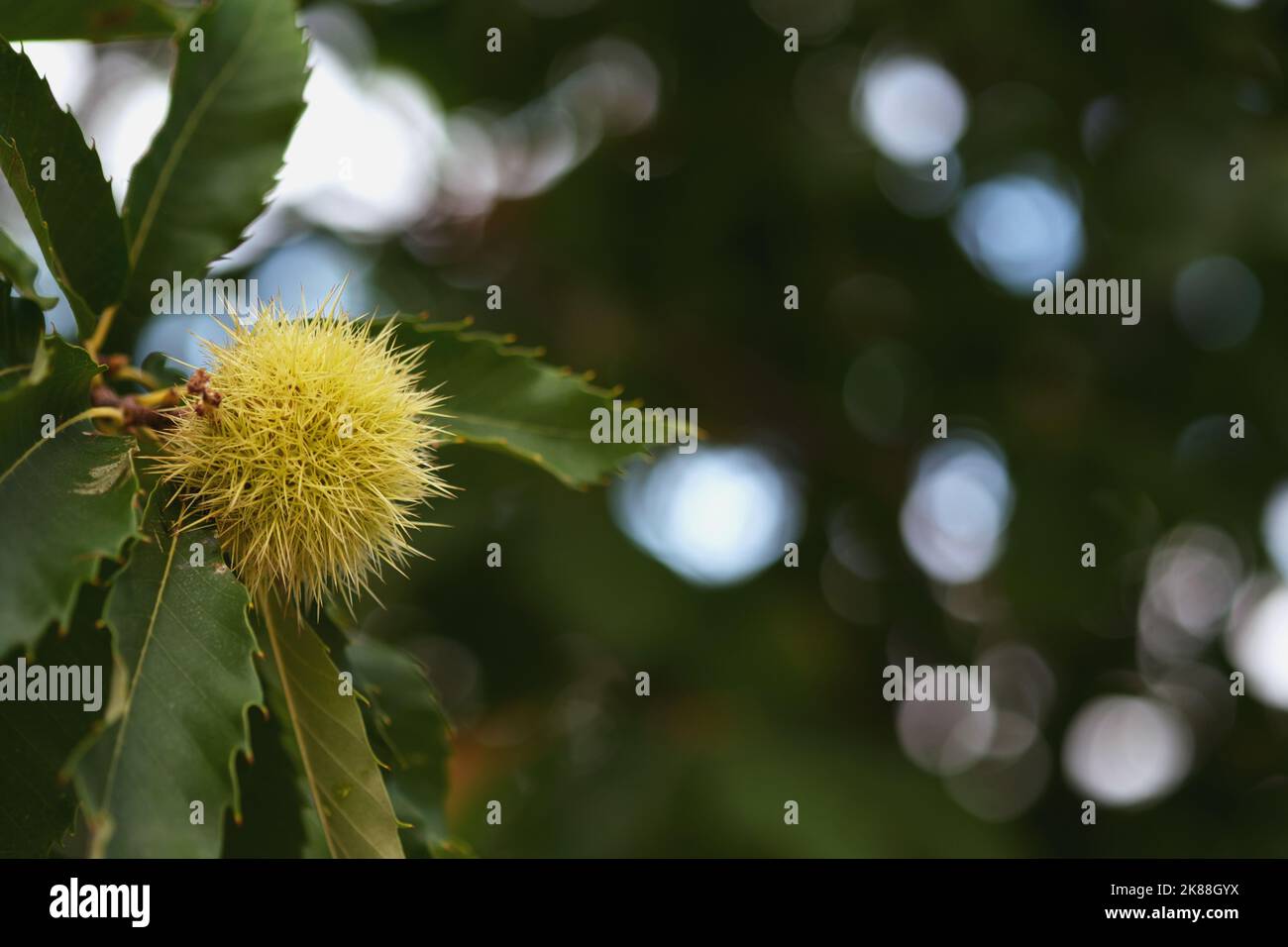 Nahaufnahme von Kastanien auf einem Kastanienbaum. Stockfoto