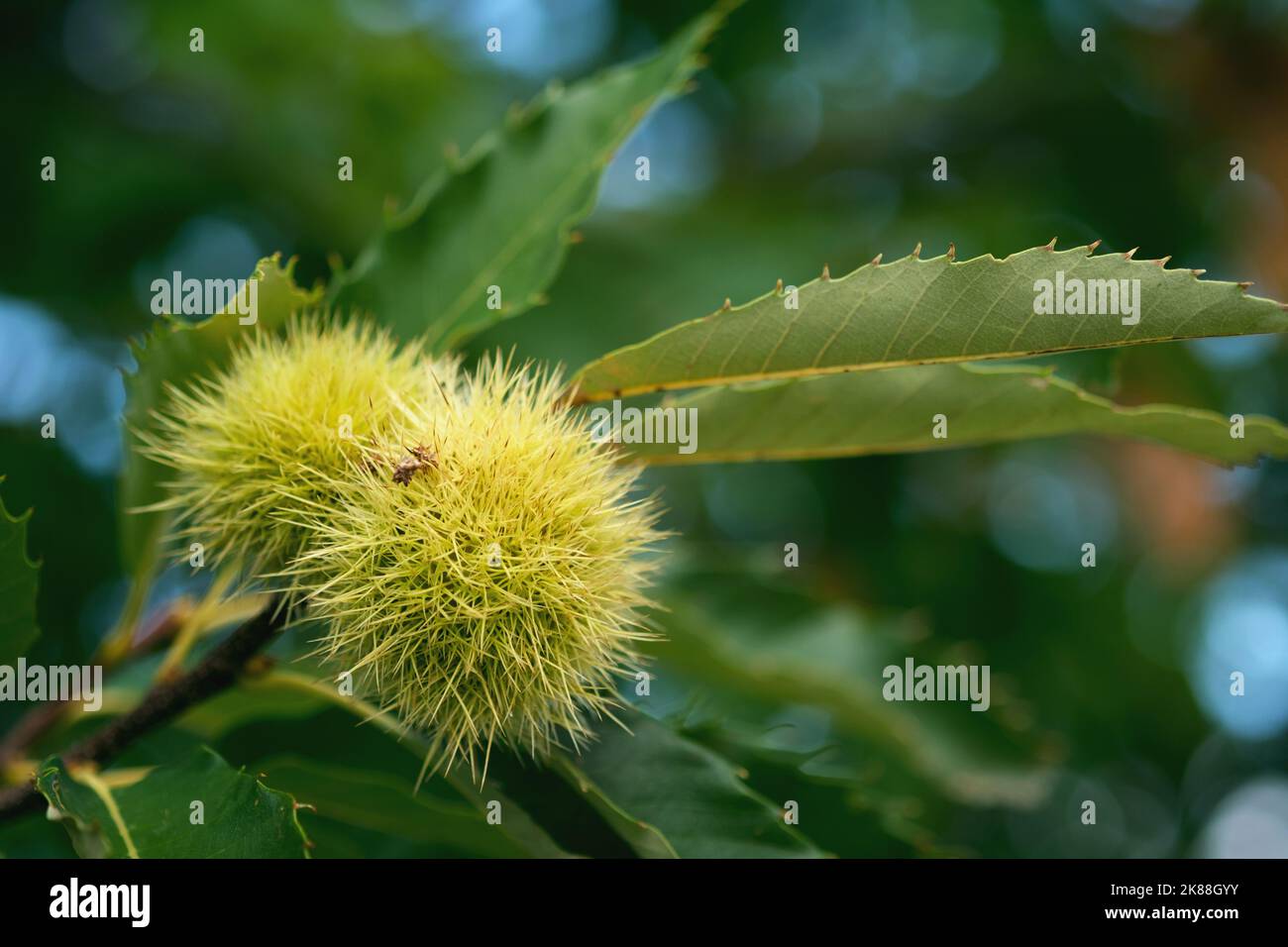 Nahaufnahme von Kastanien auf einem Kastanienbaum. Stockfoto