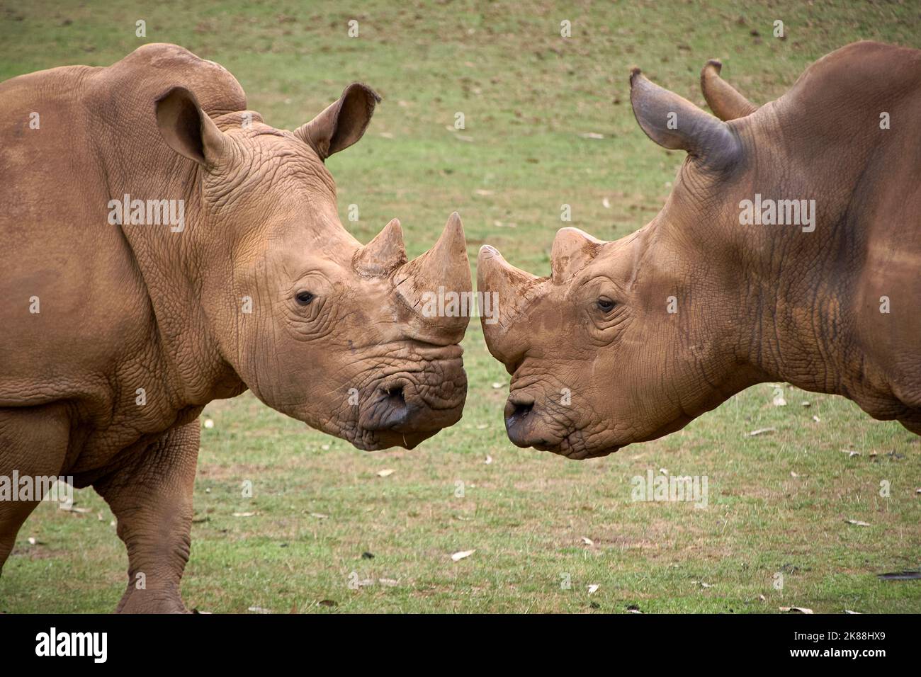 Zwei Nashörner, die sich Kopf an Kopf gegenüberstehen. Gras, Horn Detail, Kopf, Wut, Herausforderung, Leistungsstärke Stockfoto