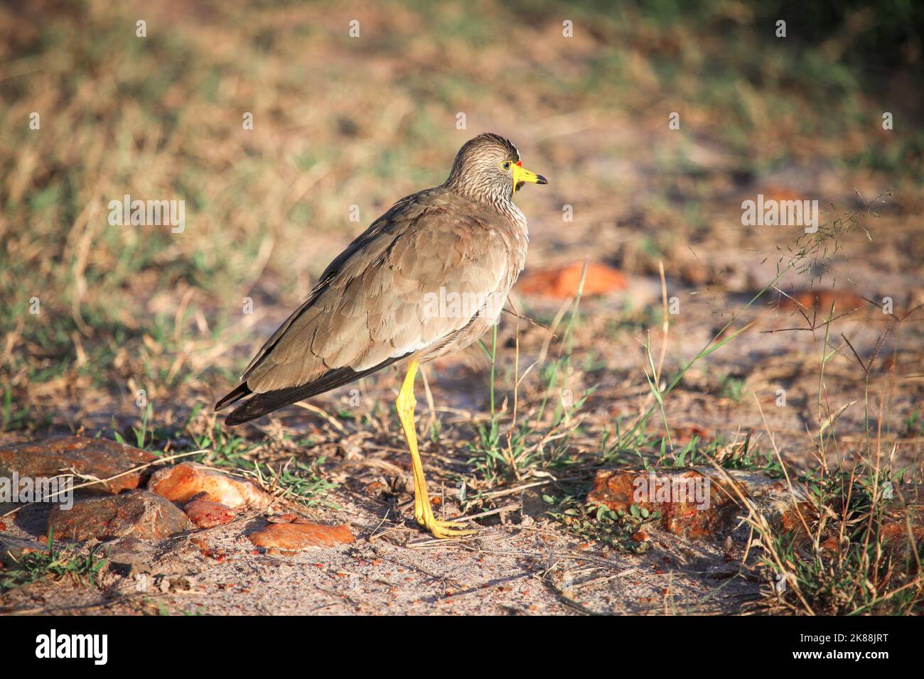 Afrikanisch wattled lawwing oder Senegal wattled plover (Vanellus senegallus) im Masai Mara National Park, Kenia Stockfoto