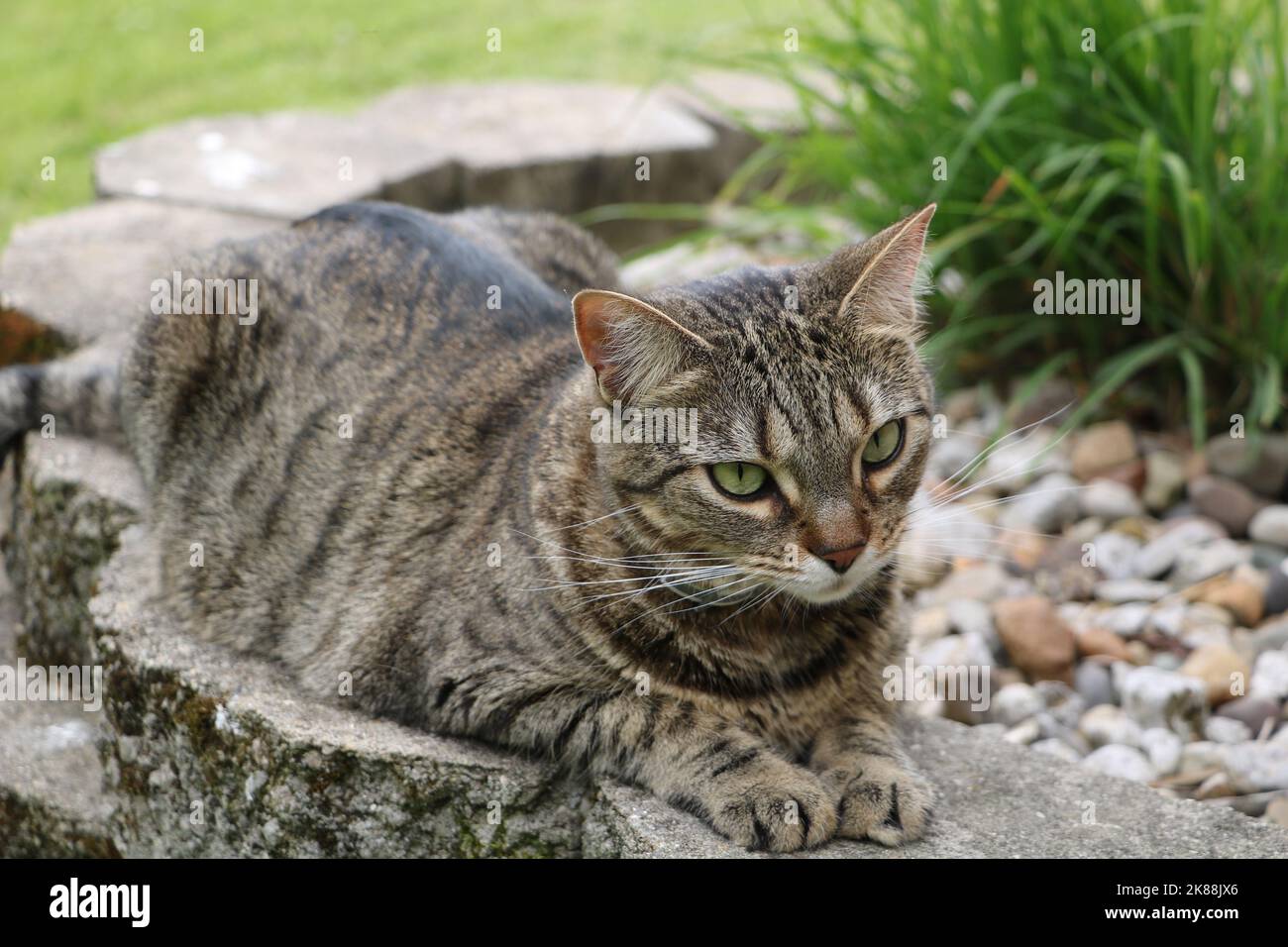 Braun und schwarz gestromte Katze, die in einem Garten spielt. Stockfoto