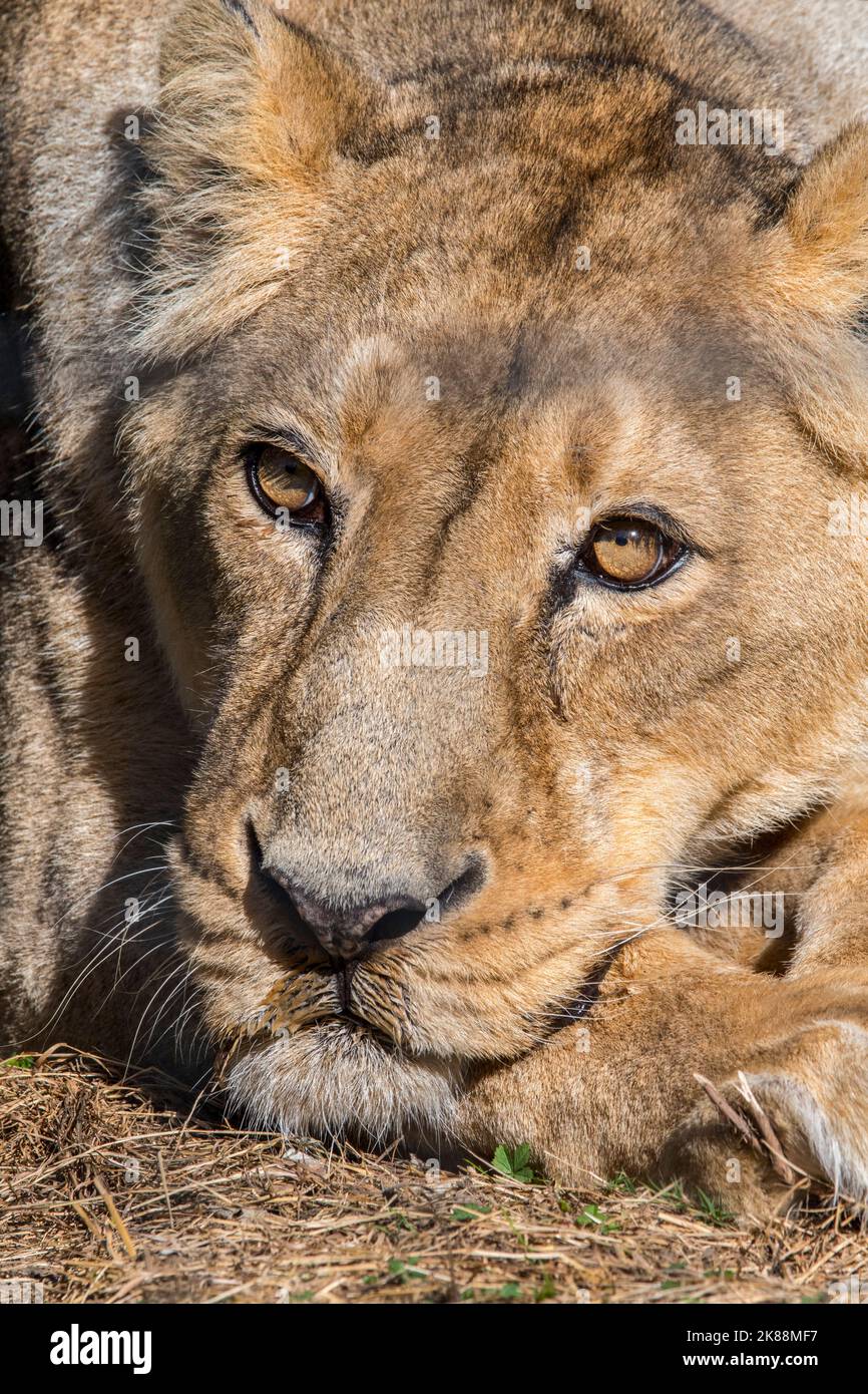 Asiatischer Löwe / Gir Löwe (Panthera leo persica) Nahaufnahme einer ruhenden Löwin / Weibchen, gebürtig aus Indien Stockfoto
