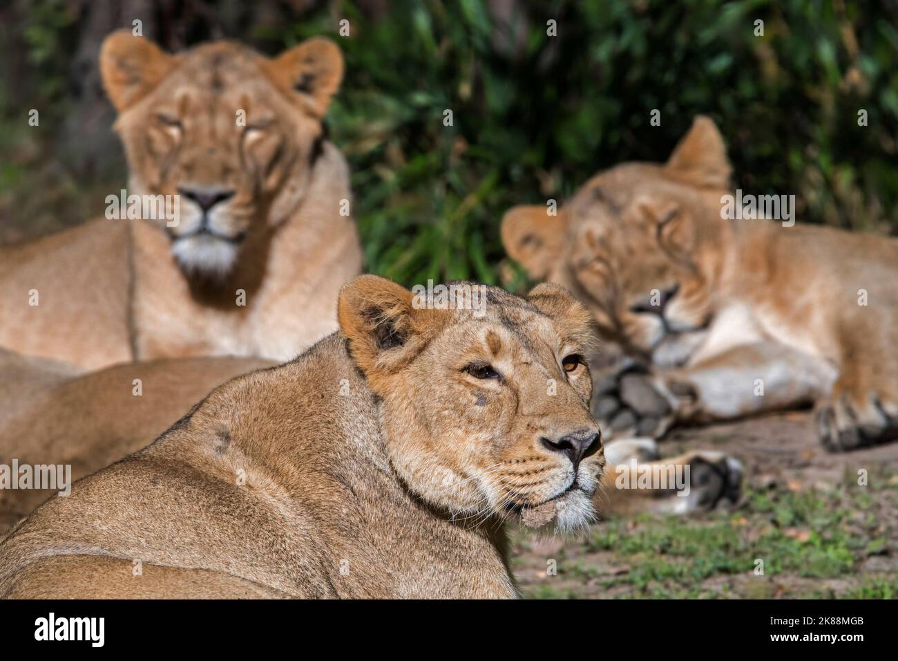 Stolz auf asiatische Löwen / Gir Löwe (Panthera leo persica) mit ruhenden Löwinnen / Weibchen, aus Indien stammend Stockfoto