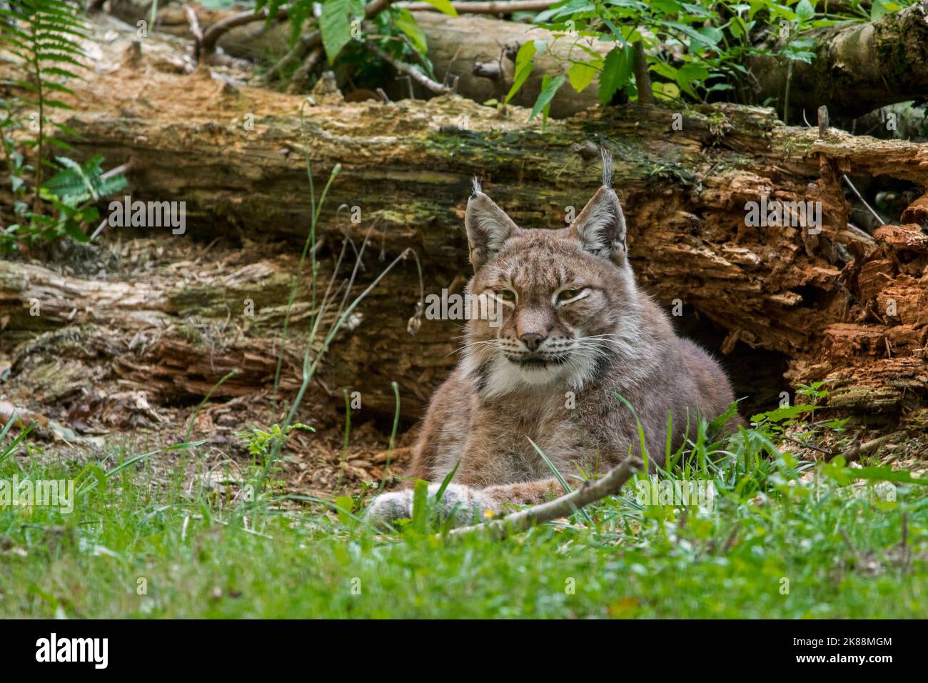 Ostsibirischer Luchs (Lynx Lynx wrangeli / Lynx Lynx cerviaria) im Wald, Unterart des eurasischen Luchses, der im russischen Fernen Osten beheimatet ist Stockfoto