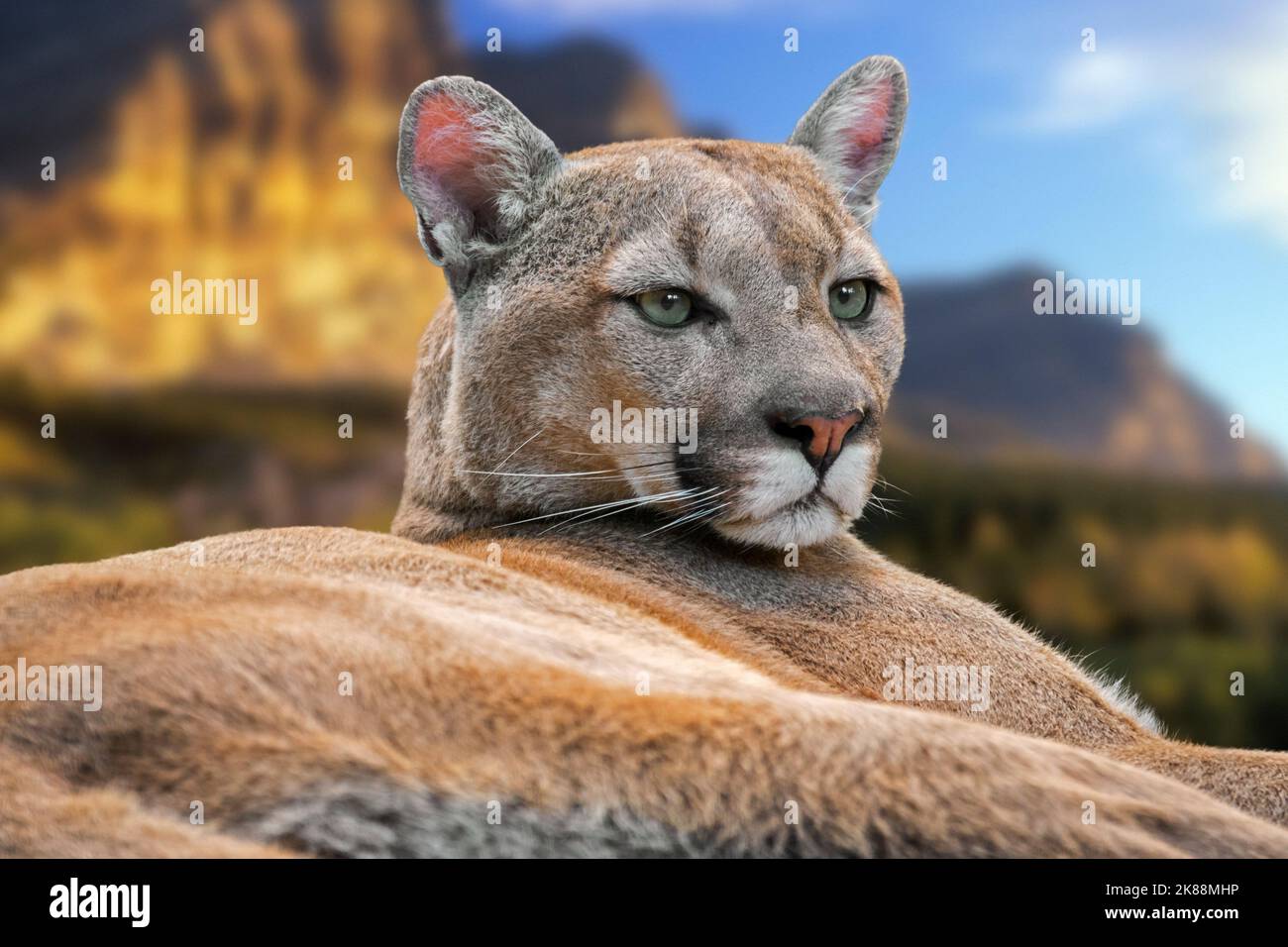 Nahaufnahme eines Puma / puma / Berglöwen / Panther (Puma concolor), der in den Bergen in den USA, Nordamerika, ruht Stockfoto