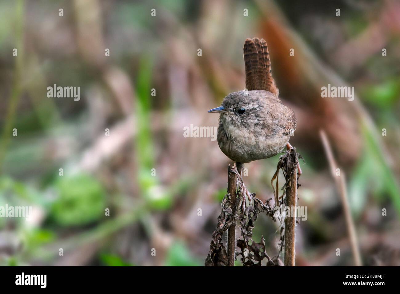 Eurasischer Zaunkönig / Nordzaunkönig (Troglodytes troglodytes / Motacilla troglodytes) im Herbst/Herbst Stockfoto