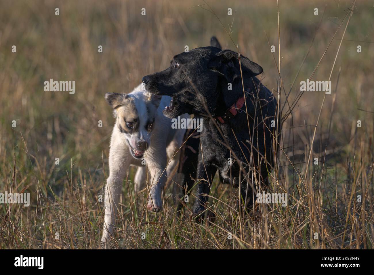 Ein schwarzer Hund und ein brauner und weißer Hund, der auf einem Feld spielt Stockfoto