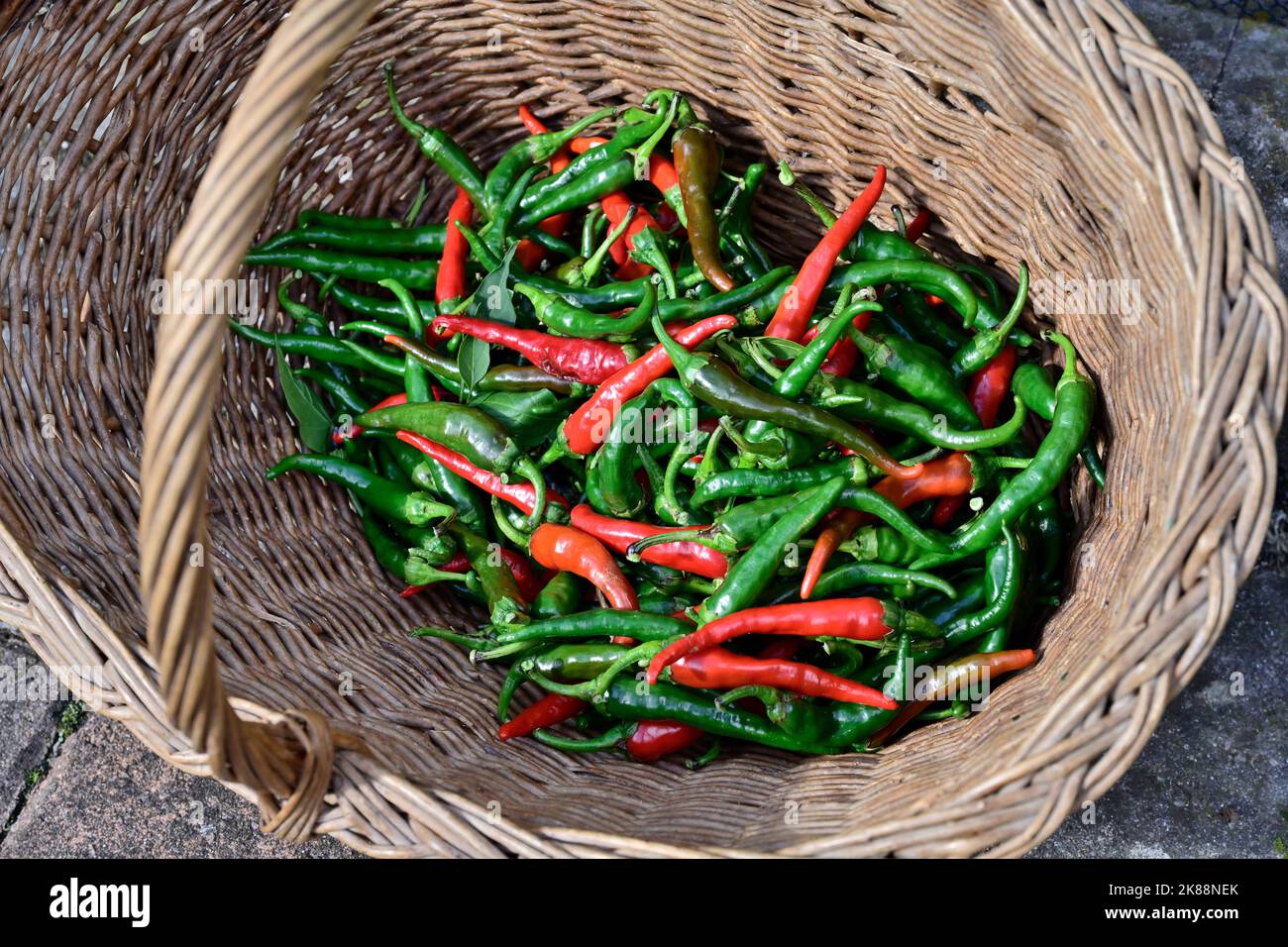 Frische rote und grüne Chilischoten, die im Garten geerntet und im Weidenkorb angebaut werden Stockfoto