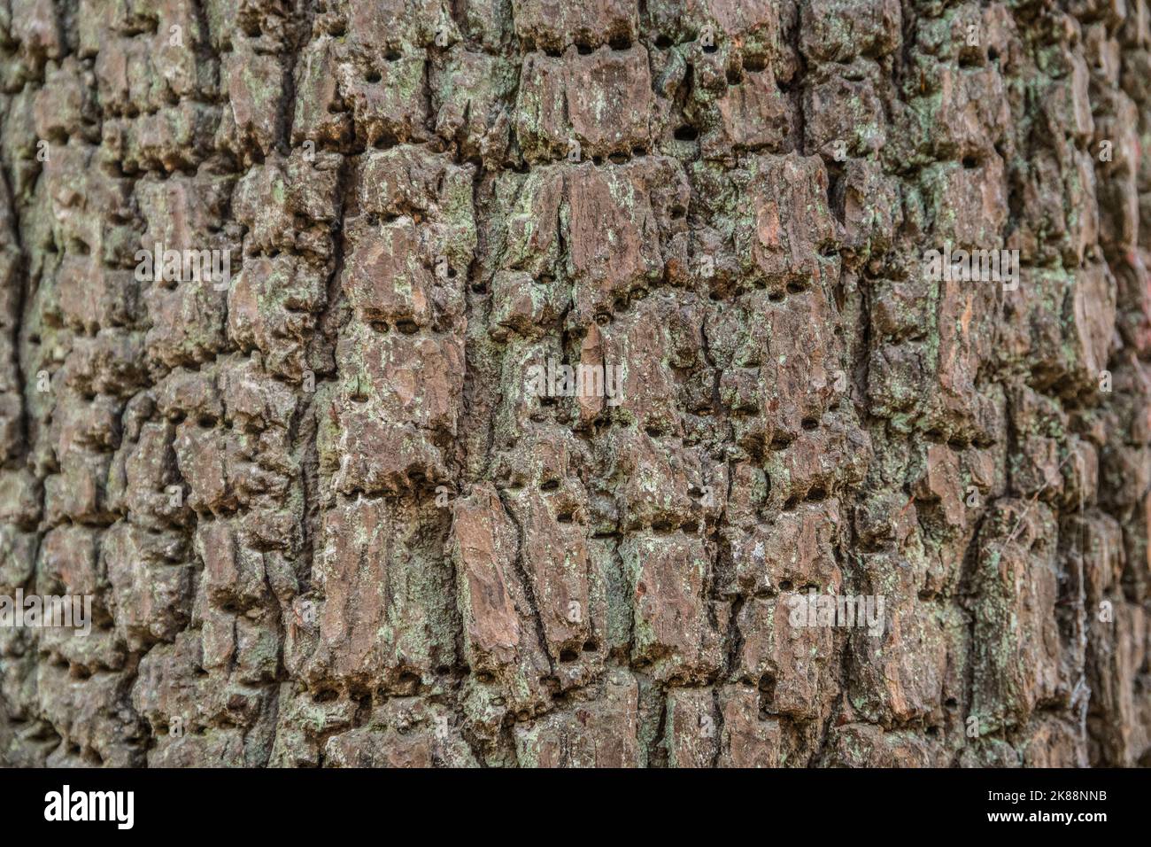 Eine Nahaufnahme der dicken Baumrinde mit winzigen Löchern überall Verwendung für Hintergründe, Texturen, Tapeten, Flat-Lay- und Kopierraum Stockfoto