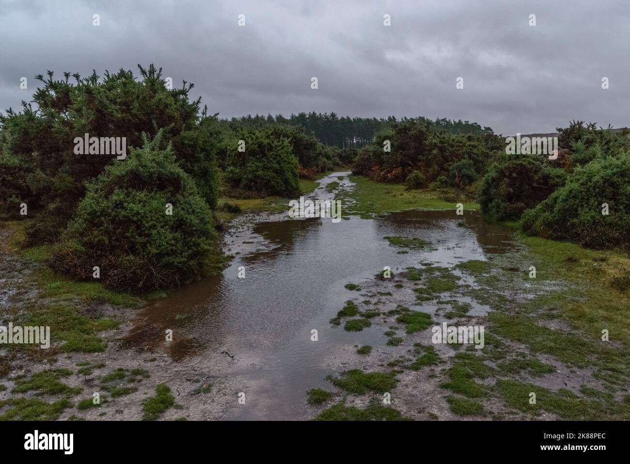 Godshill, Hampshire, Großbritannien, 21.. Oktober 2022, Wetter: Nach Monaten unterdurchschnittlicher Niederschläge stellt eine Phase sintflutartiger Regenfälle am Nachmittag die Landschaft des New Forest wieder in ihren normalen sumpfigen Herbstzustand zurück. Paul Biggins/Alamy Live News Stockfoto