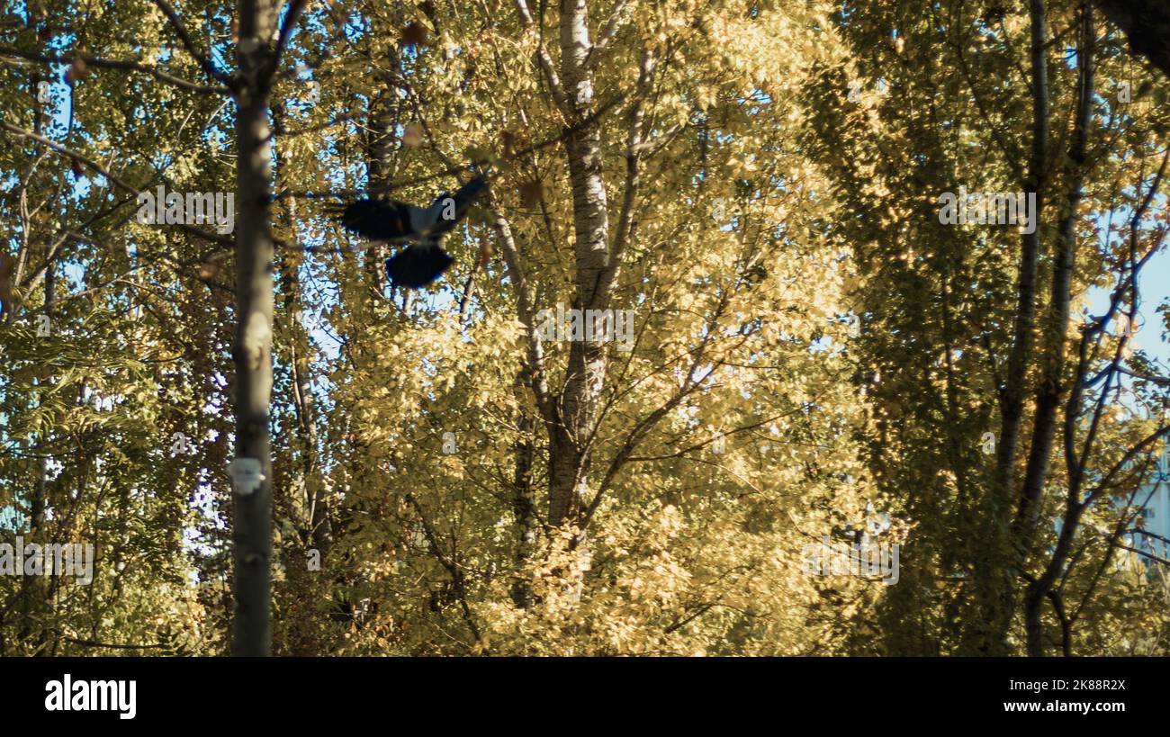 Herbst in Bukarest Stockfoto Herbst in Bukarest Stockfoto