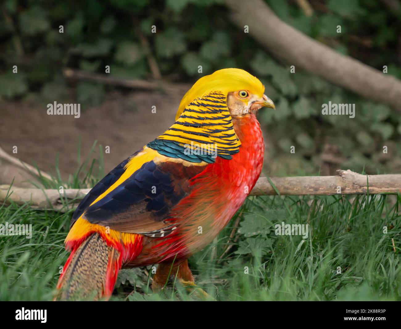 Goldener Fessant oder Chrysolophus pictus, auch bekannt als chinesischer Fessant. Heller Vogel mit regenbogenfarbenen Federn im Gras. Stockfoto