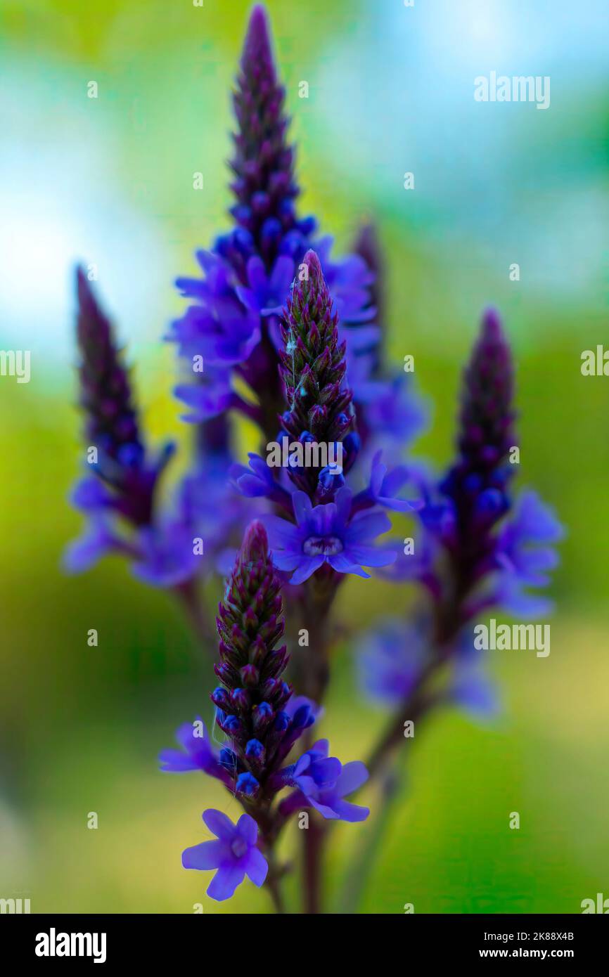 Eine vertikale Aufnahme der blauen, vervain Blumen im Garten Stockfoto