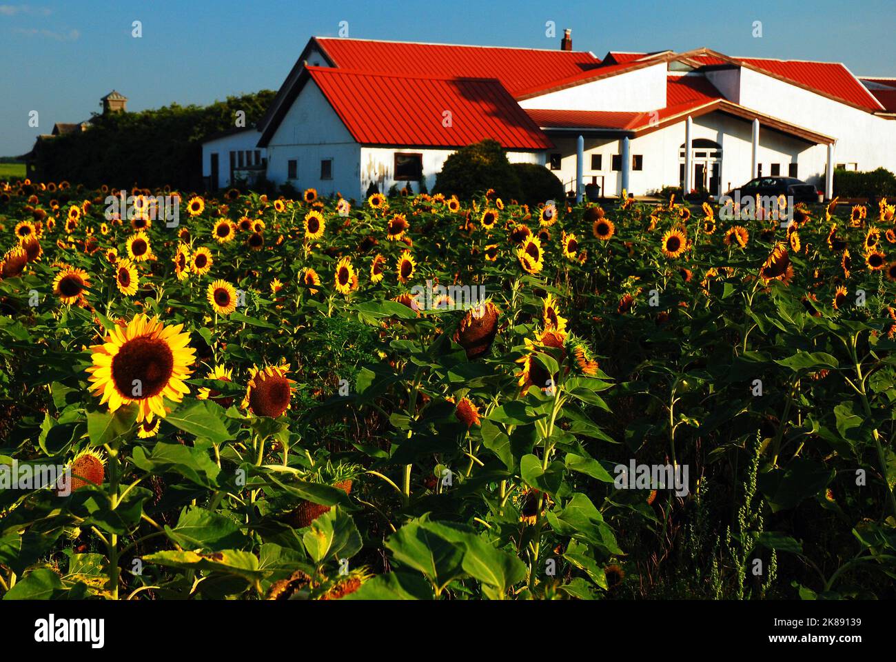 Eine Gruppe von Sonnenblumen blühen im Sommer in einer Weinkellerei auf Long Island's North Fork Stockfoto