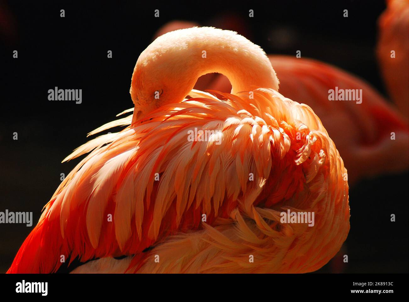 Ein südamerikanischer Pink Flamingo kräne seinen Hals, um die Federn auf dem Rücken zu schneiden Stockfoto