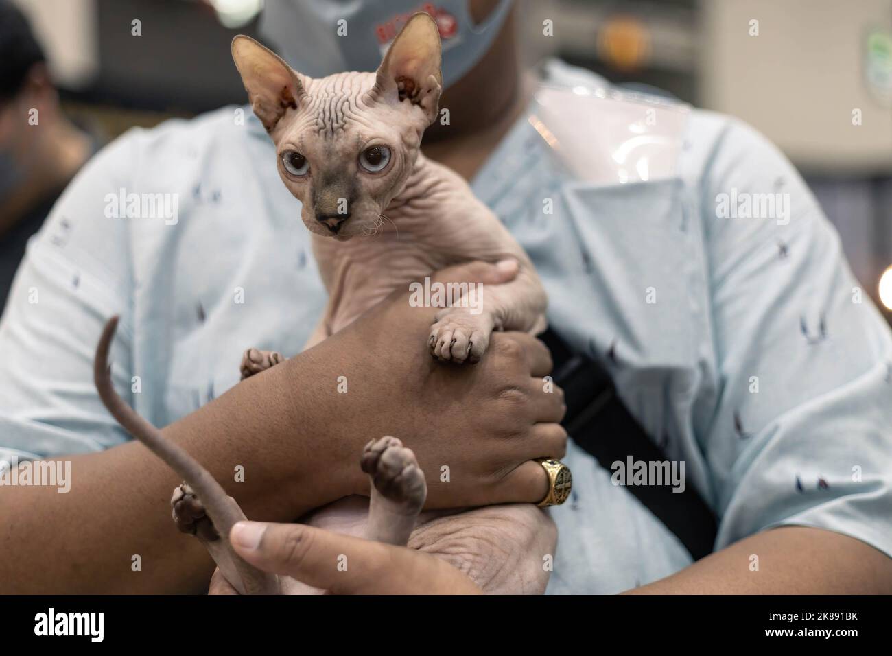 Bangkok, Thailand. 07. Oktober 2022. Der Mensch hält die sphynx-Katze auf einer Ausstellung zur Tiervielfalt. Die International Pet Variety Exhibition in Bangkok, Thailand, ist laut den Organisatoren die größte internationale Indoor-Heimtiermesse in der ASEAN-Region. 150000 lokale und internationale Besucher nahmen an der Ausstellung Teil, die über 200 Stände umfasste, an denen die Besucher Haustiere adoptieren, Haustierwaren kaufen und mit exotischen Tieren interagieren konnten. (Foto: Ana Norman Bermudez/SOPA Image/Sipa USA) Quelle: SIPA USA/Alamy Live News Stockfoto