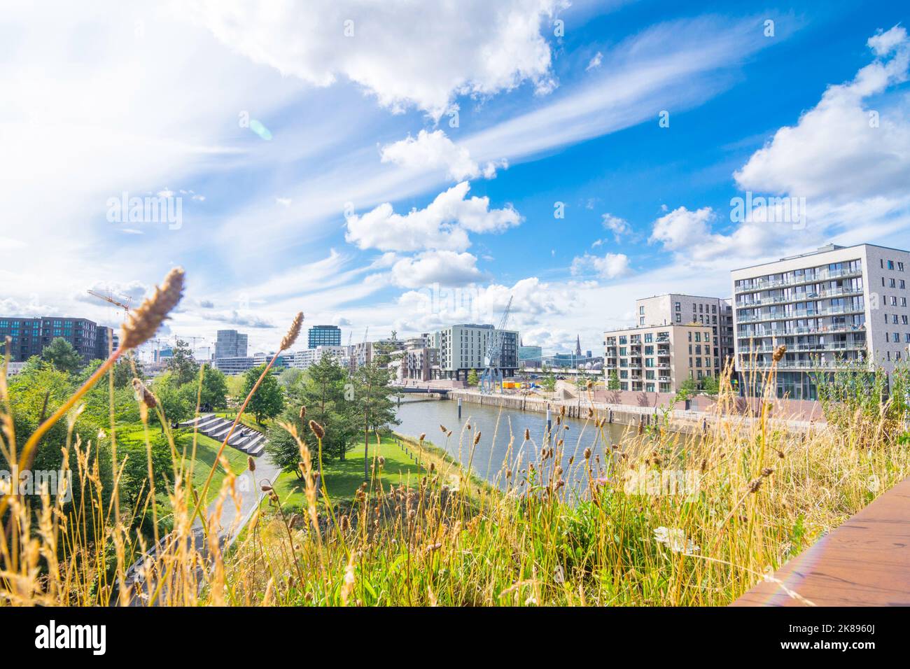 Blick über den Baakenpark in Hamburg. Im Vordergrund eine insektenfreundliche Blumenwiese, im Hintergrund die moderne HafenCity mit alten Hafenkranen Stockfoto