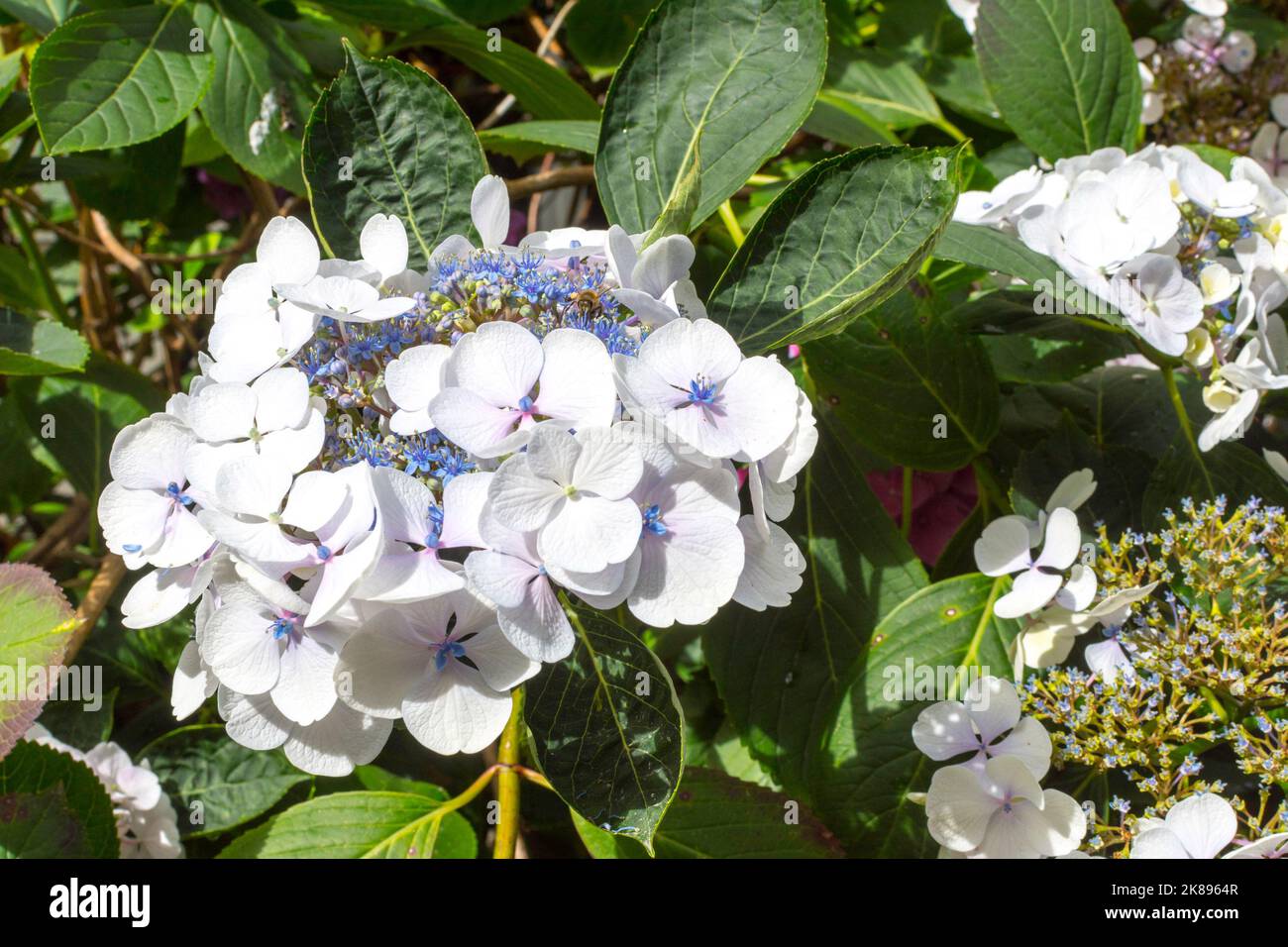 Helle weiße Blume einer Hortensien. Die fruchtbare Blume ist blau gefärbt, die Blütenblätter sind weiß. Teilfruchtung ist bereits sichtbar. Der Hintergrund ist Stockfoto