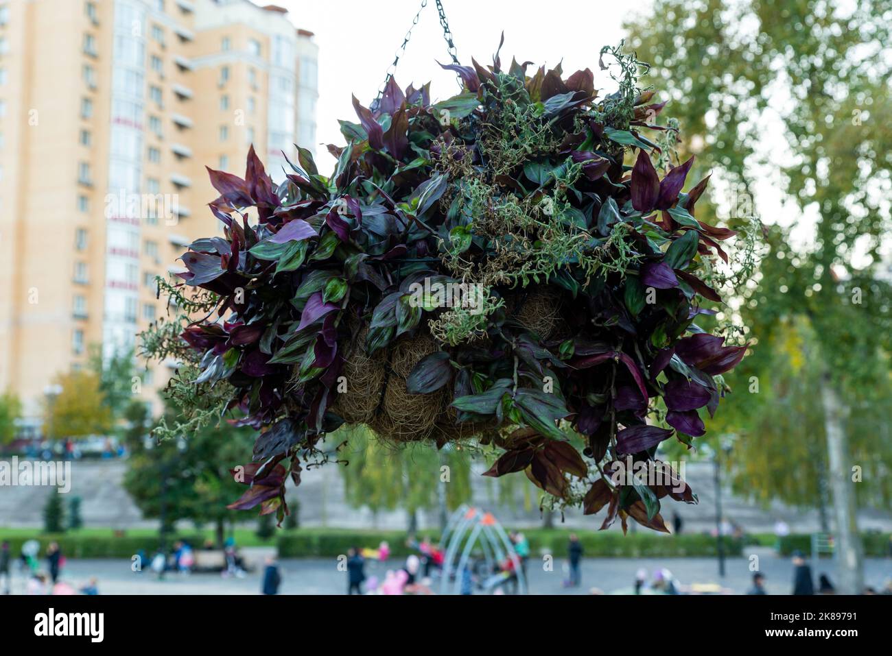 Fern Nephrolepis sp. Hängen Sie sich an einem Baumladen mit Naturhintergrund auf. Die Reihen grün langes Blatt von Macho Farn in schwarzem Topf unter Sonnenschirm Netz zum Verkauf in tha Stockfoto