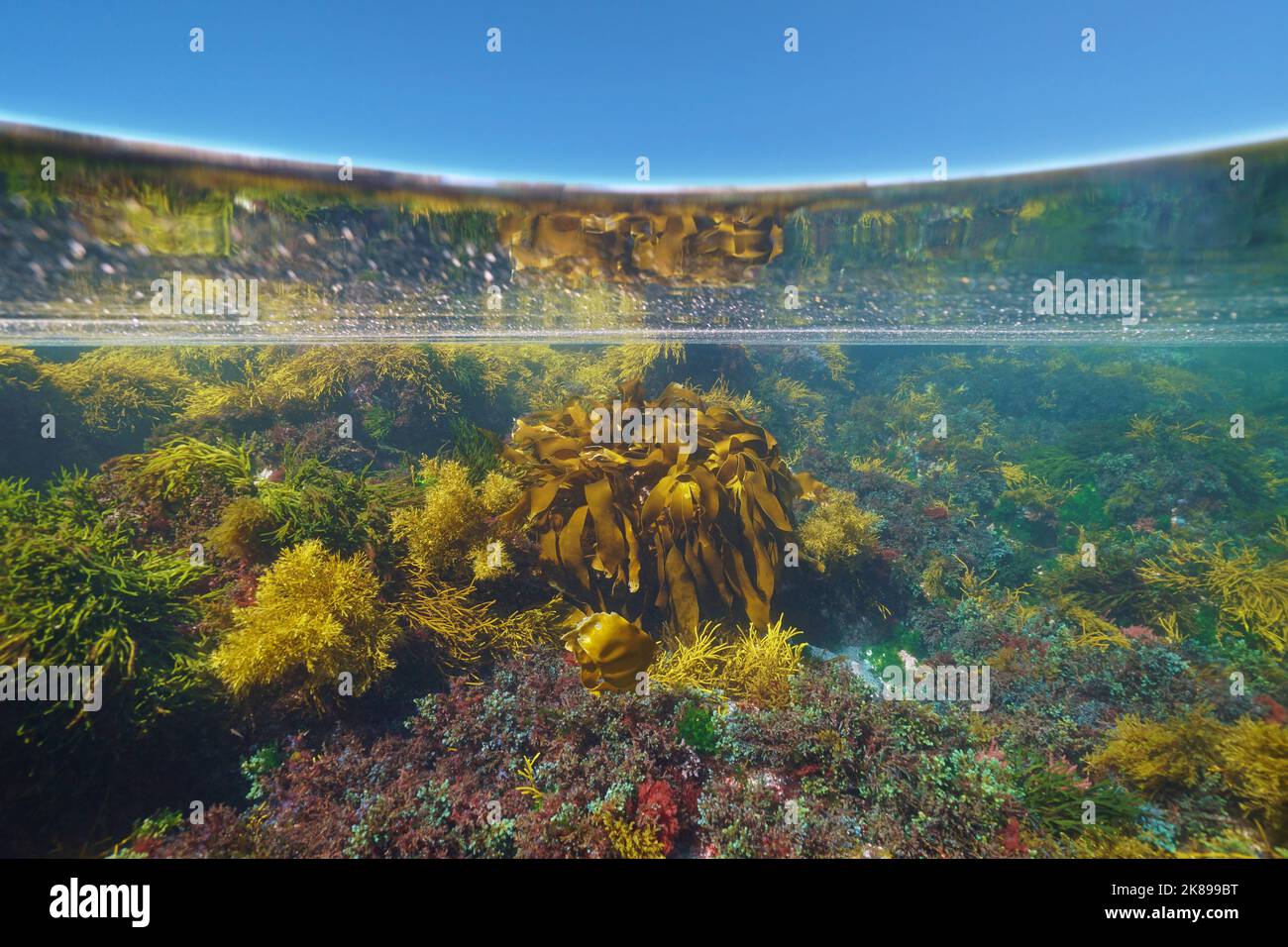 Algen unter Wasser im Ozean und blauer Himmel, Split-Level-Ansicht über und unter der Wasseroberfläche, Atlantischer Ozean, Spanien Stockfoto