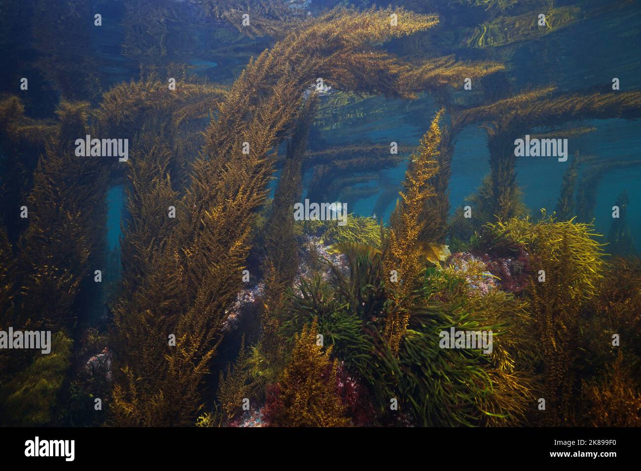 Algen unter Wasser Seesaat im Atlantischen Ozean in seichtem Wasser, Spanien, Galizien, Rias baixas Stockfoto