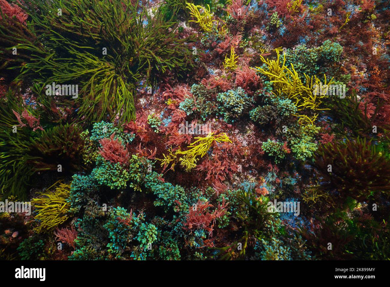 Farbenprächtiger Meeresboden mit verschiedenen Algen von oben gesehen, natürliche Unterwasserszene, Atlantischer Ozean, Spanien, Galicien Stockfoto