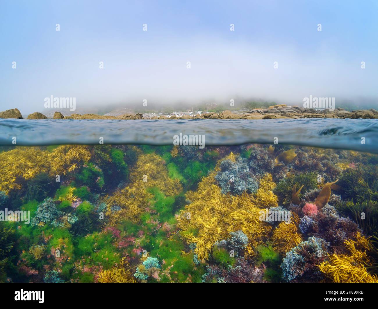 Nebel an der Atlantikküste mit Algen unter Wasser im Ozean, Split-Level-Ansicht über und unter der Wasseroberfläche, Spanien, Galicien, Rias baixas Stockfoto