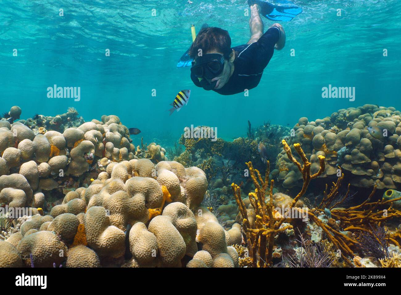 Der Mann, der unter Wasser in einem Korallenriff schnorchelt, blickt auf einen Sergeant-Hauptfisch, das Karibische Meer Stockfoto