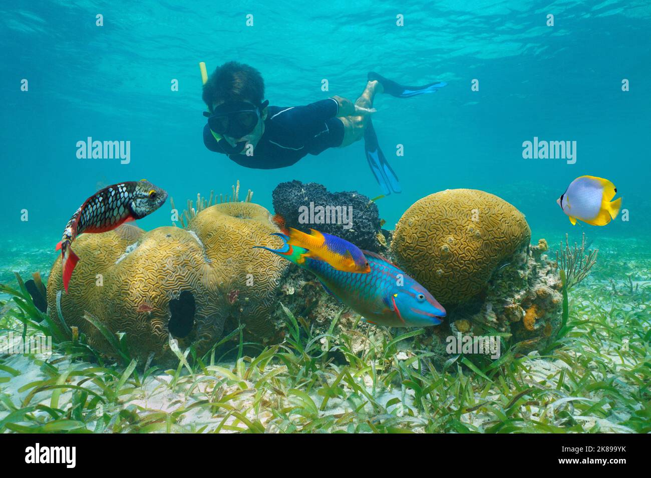 Mann schnorchelt unter Wasser aussehende Korallen mit bunten tropischen Fischen, Karibisches Meer Stockfoto