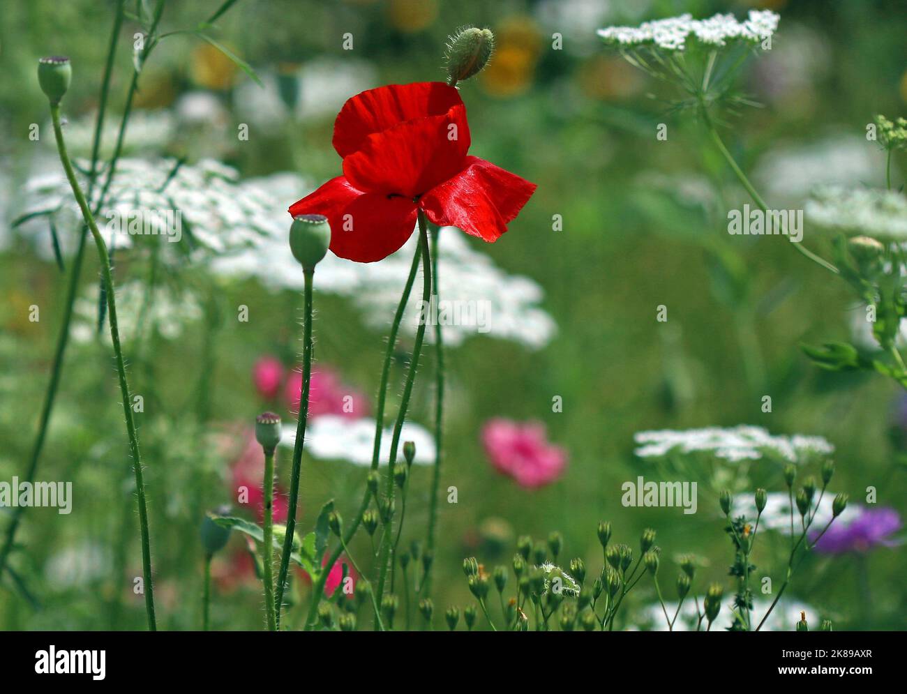 Auf einer englischen Wildblumenwiese ragt ein leuchtend roter Mohn an einem hellen, sonnigen Tag hervor. August, England Stockfoto Auf einer englischen Wildblumenwiese ragt ein leuchtend roter Mohn an einem hellen, sonnigen Tag hervor. August, England Stockfoto