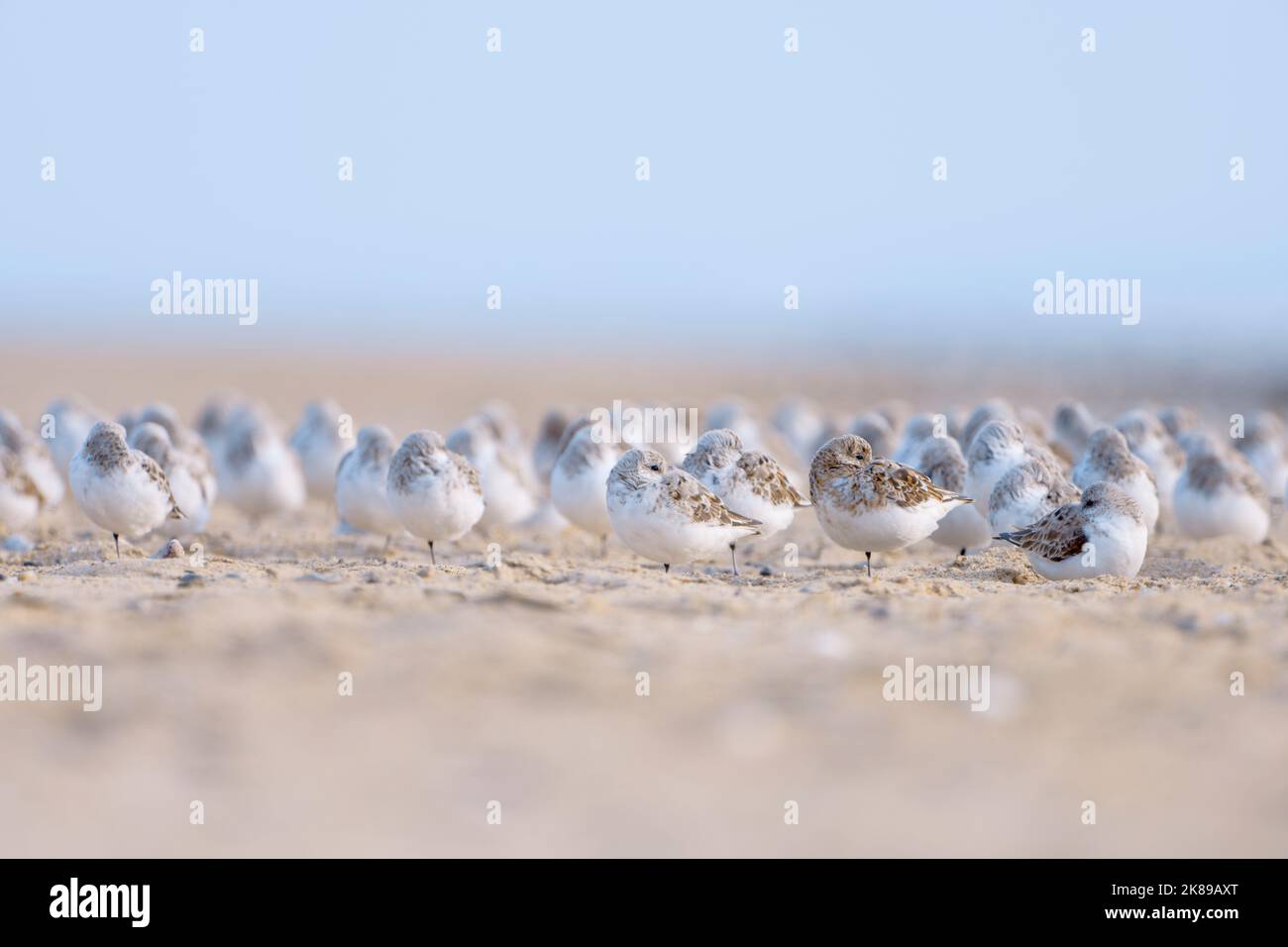 Sanderling (calidris alba) ruht während des Frühjahrszuges am Ufer. Baie du mont Saint Michel, Manche, Normandie, Frankreich. Stockfoto