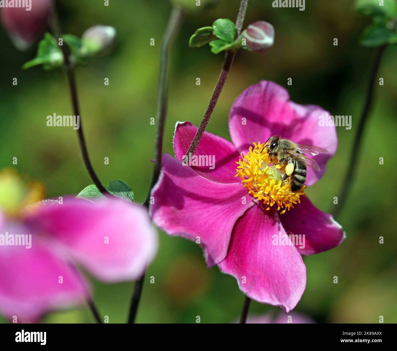 Eine Honigbiene sammelt Pollen und Nektar aus den gelben Staubfäden einer rosa Anemonblume, der japanischen Anemone 'Rosenschale'. September, England Stockfoto